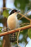 Great Antshrike